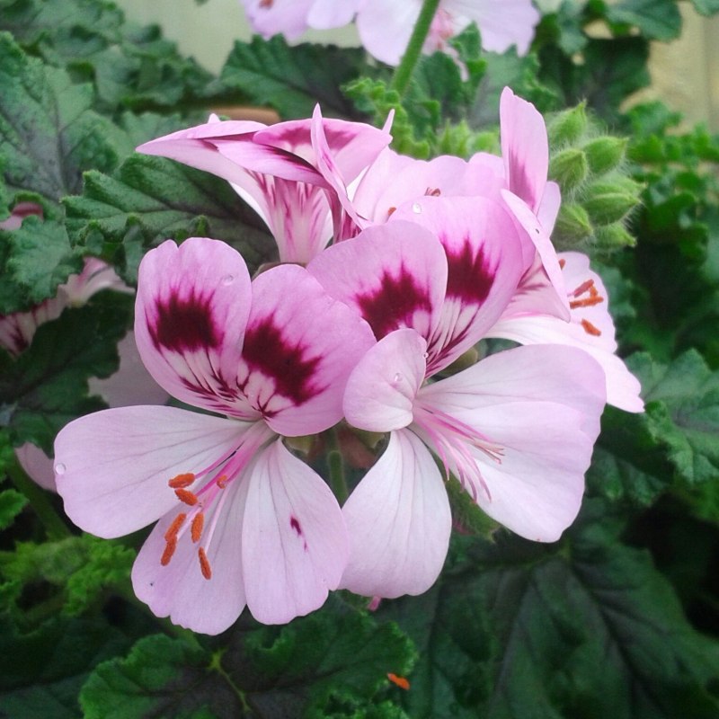 Pelargonium peltatum Amy*