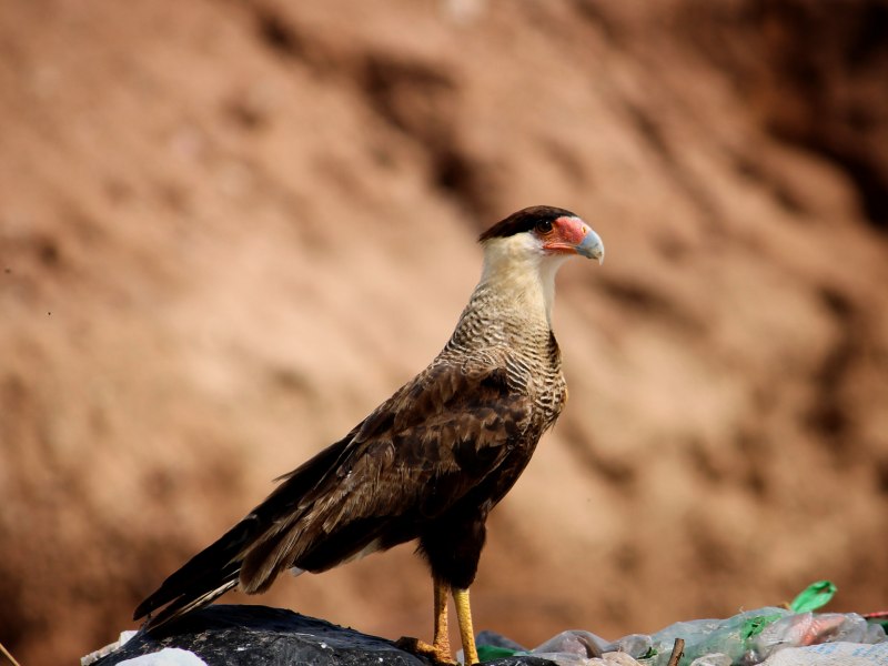 Caracara cheriway