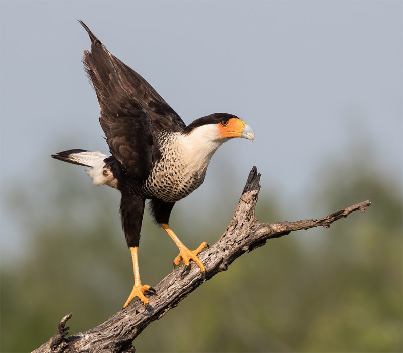 Caracara cheriway