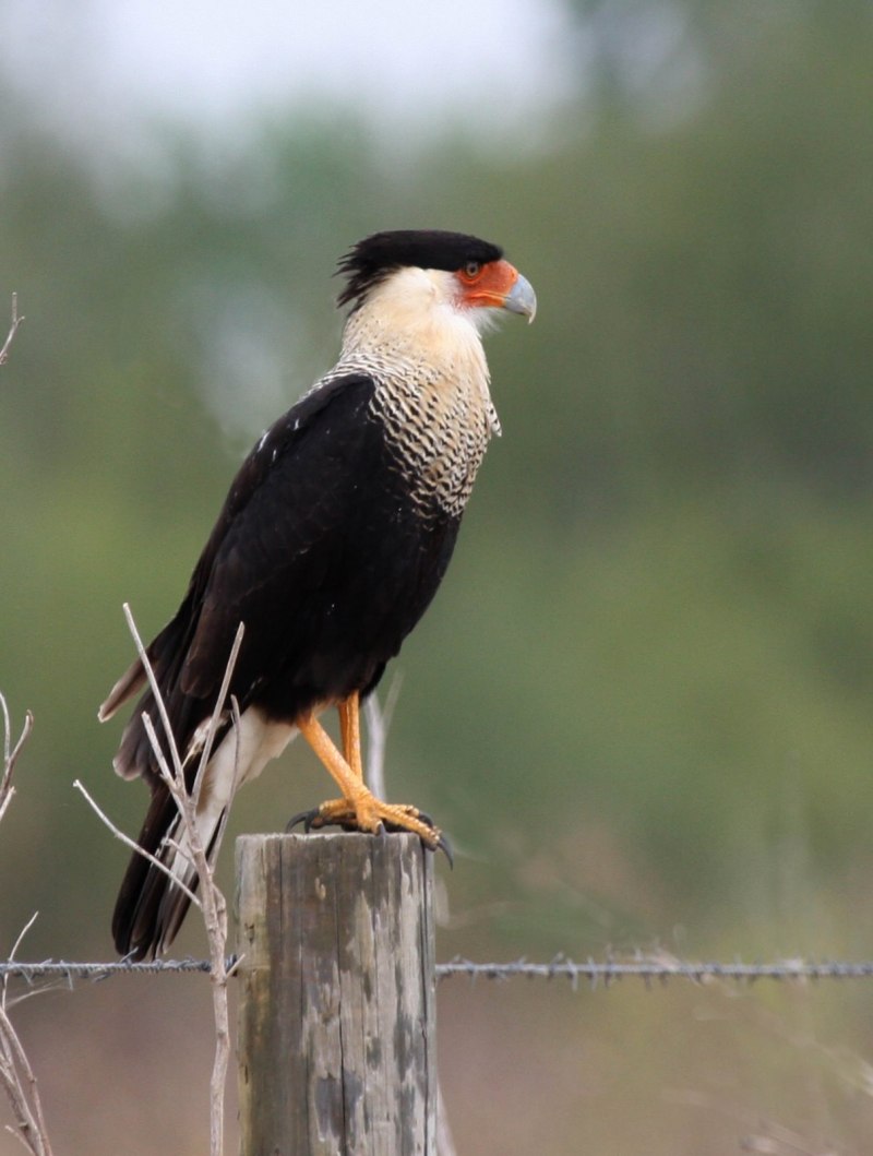 Northern Crested Caracara