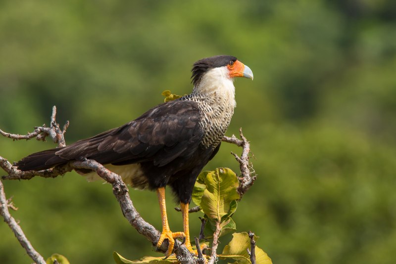Crested Caracara