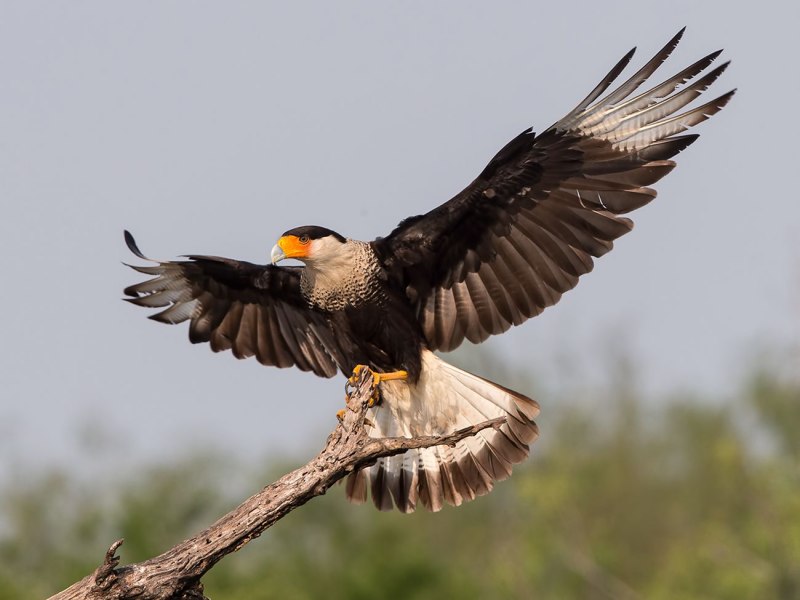 Caracara Polyborus