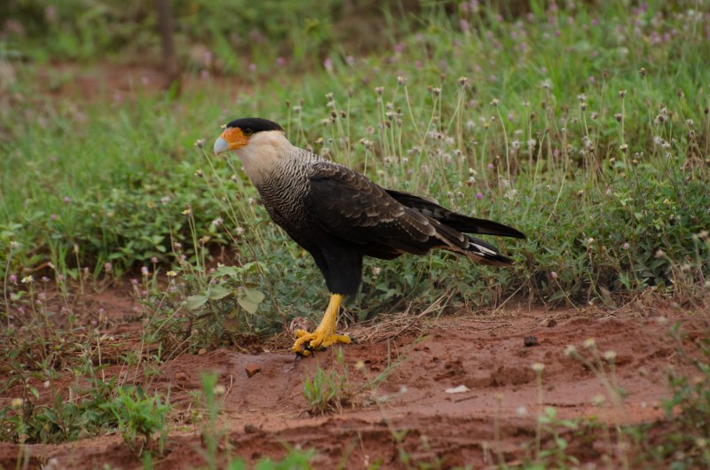 Caracara Polyborus птица