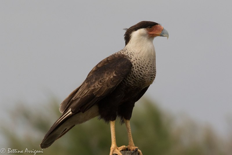 Caracara cheriway