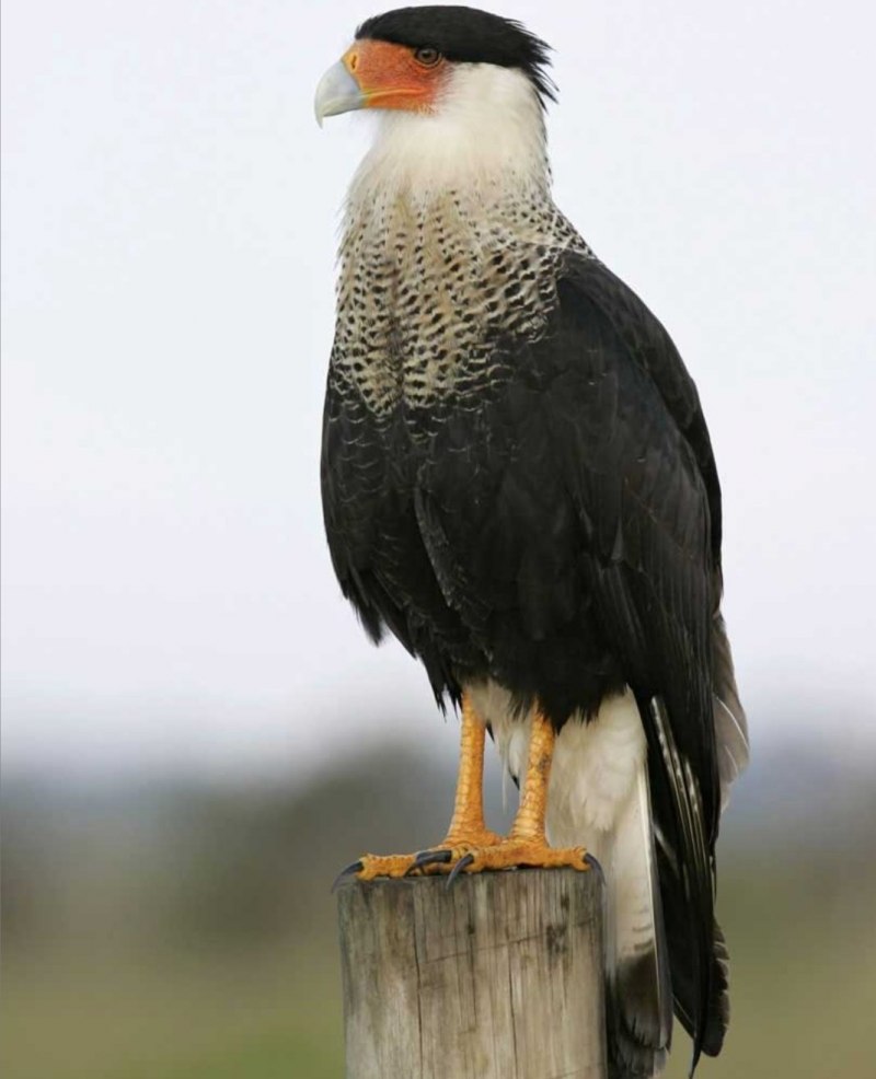 Caracara cheriway