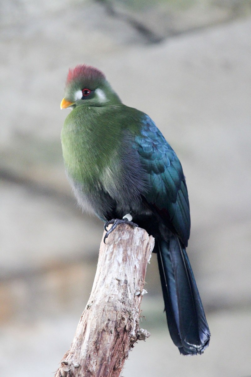 Ruwenzorornis johnstoni
