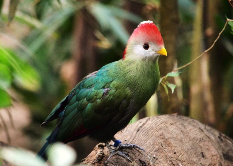 Violet Turaco Diet
