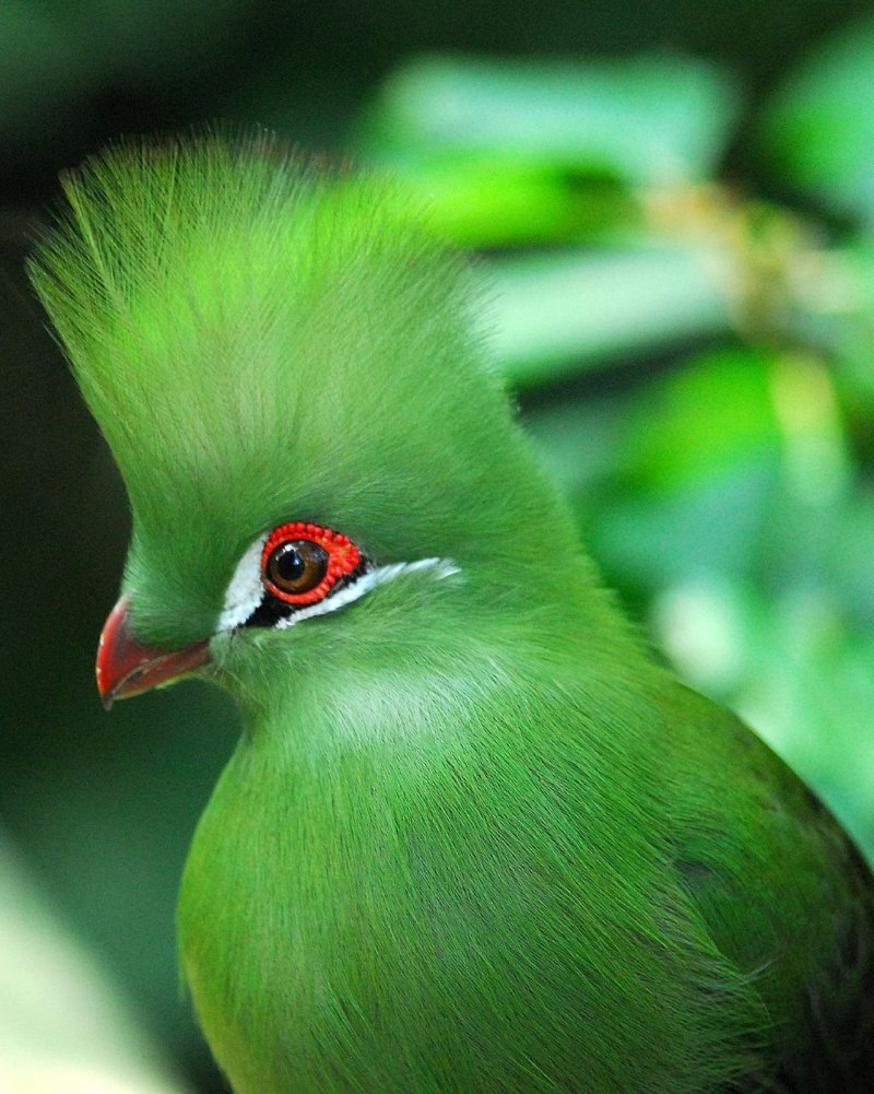 Белохохлый турако Tauraco leucolophus