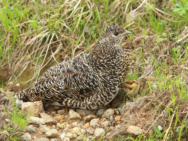 Odontophorus gujanensis