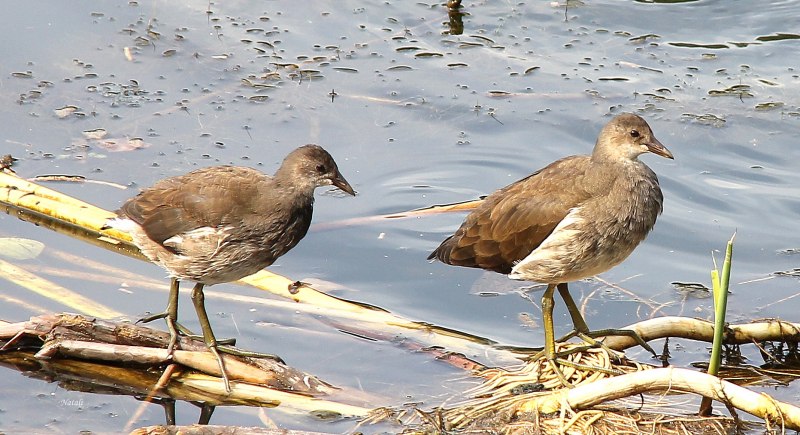 Камышница Gallinula chloropus