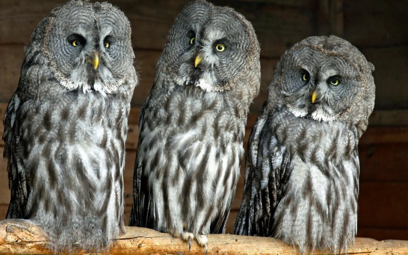 Филин обыкновенный (Bubo Bubo)