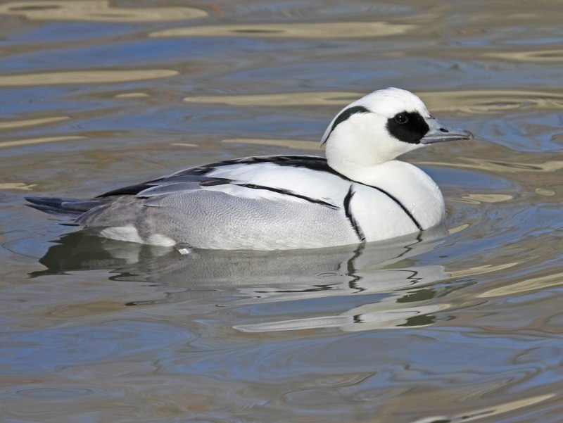 The Smew (Mergellus albellus)