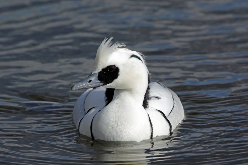 Mergellus albellus