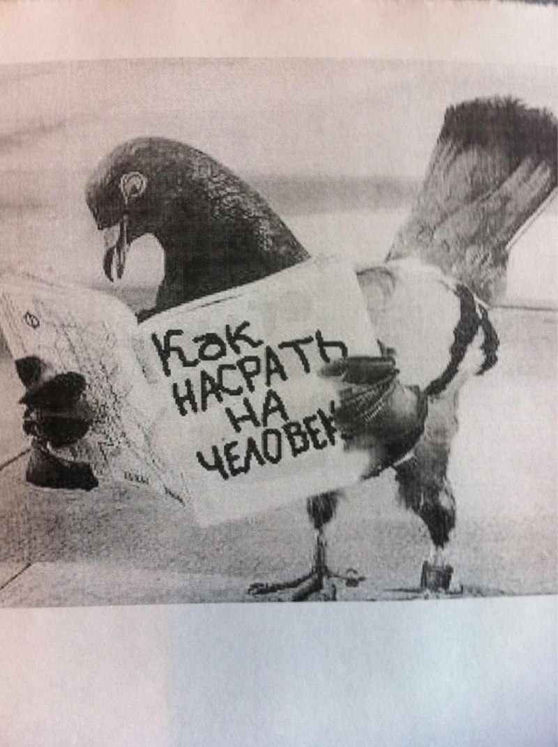 Розовый Фламинго брачный танец