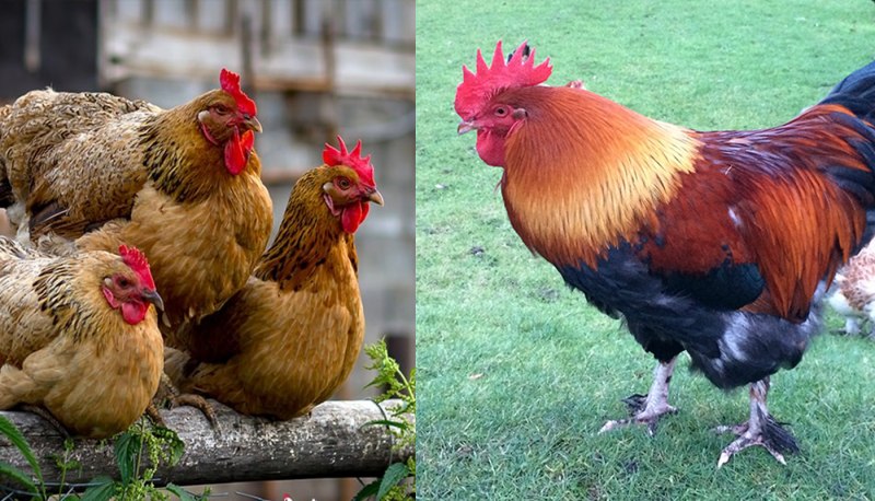 Курица вельзумер