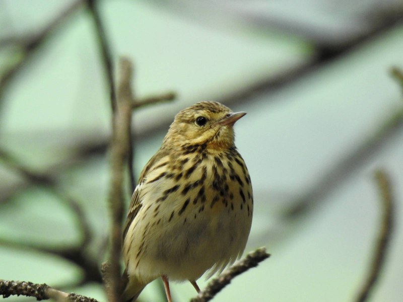 Эсхина Anthus