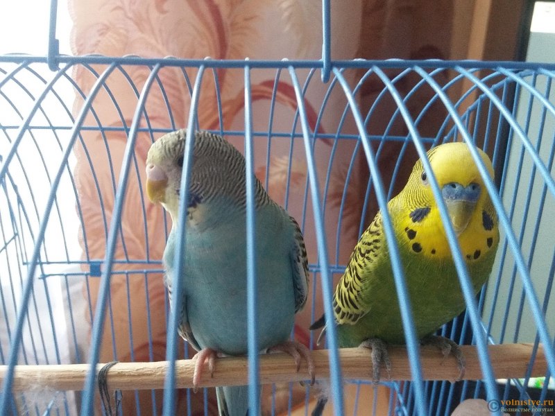 Самые редкие попугаи в мире