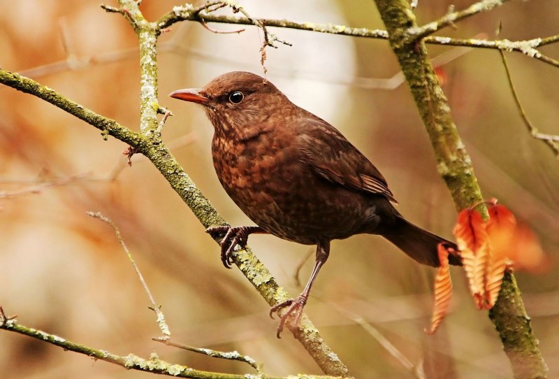 Turdus chrysolaus