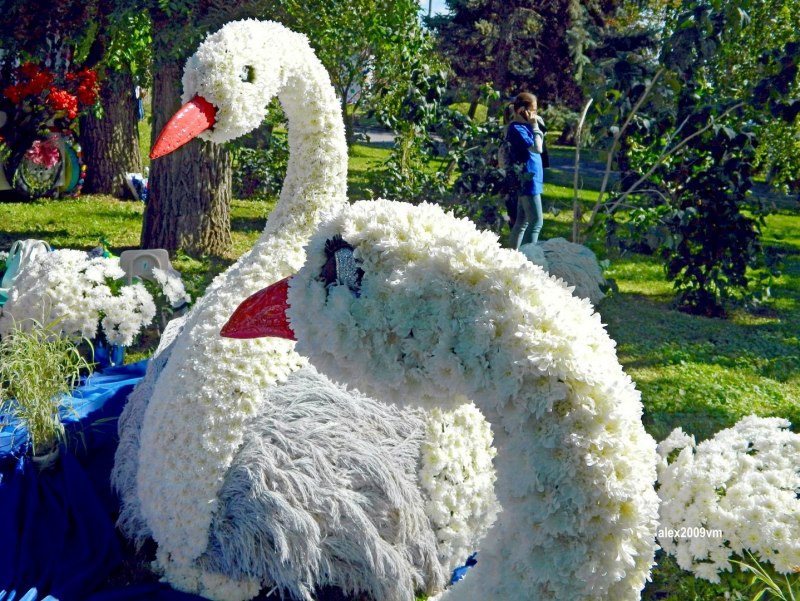 Скульптуры из цветов лебеди