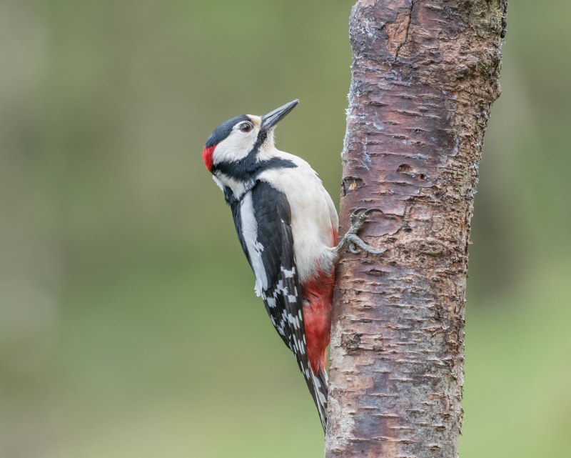 Dendrocopos Major презентация