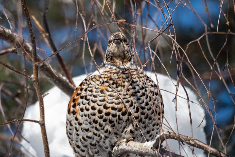 Канадская дикуша / Falcipennis canadensis