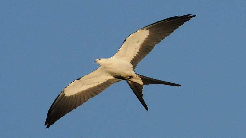 Swallow tailed Kite (Коршун)