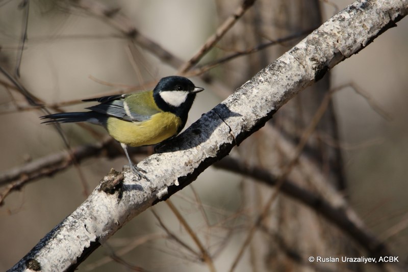 Большая синица Parus Major