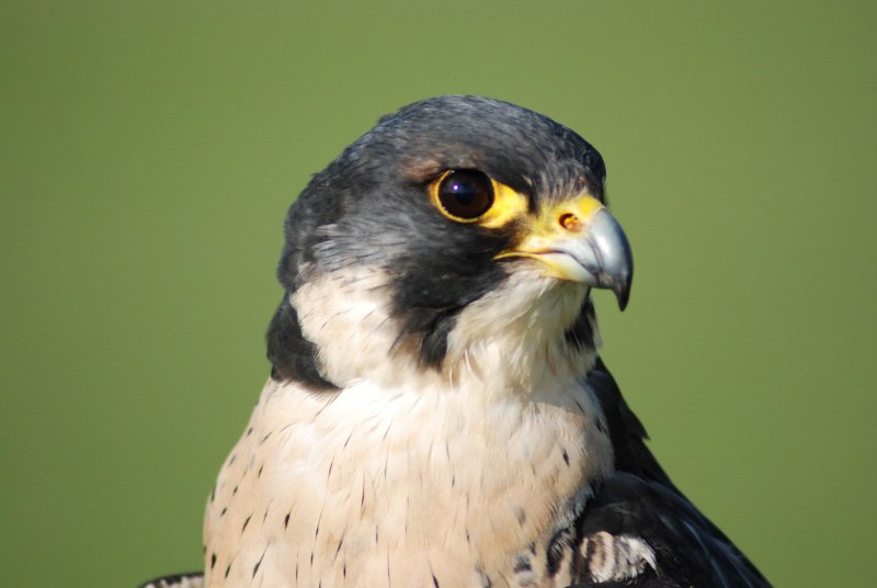 Сапсан Falco peregrinus