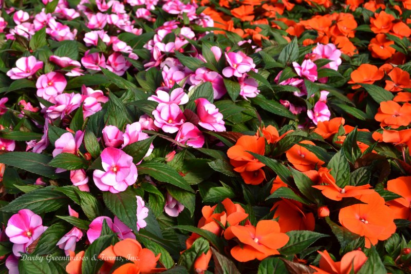 Бальзамин Петерса (Impatiens petersiana)