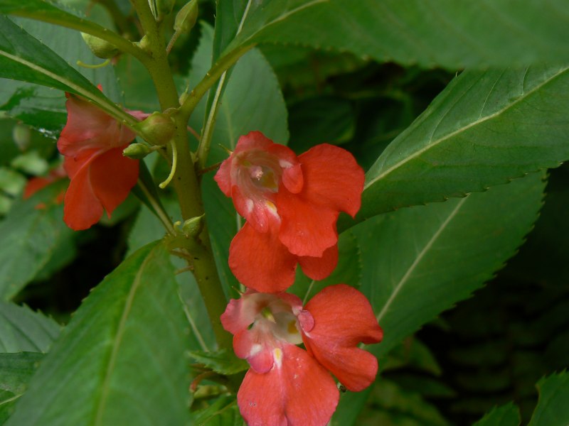 Бальзамин Петерса (Impatiens petersiana)