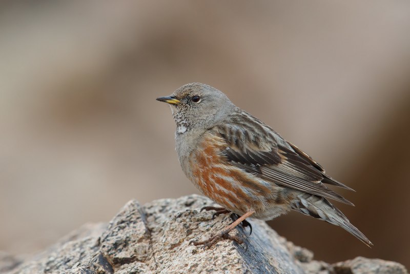 Prunella modularis