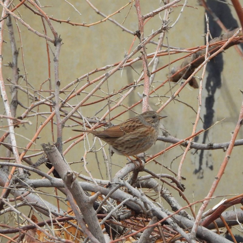 Prunella modularis
