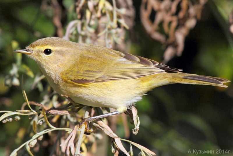Phylloscopus collybita яйцо