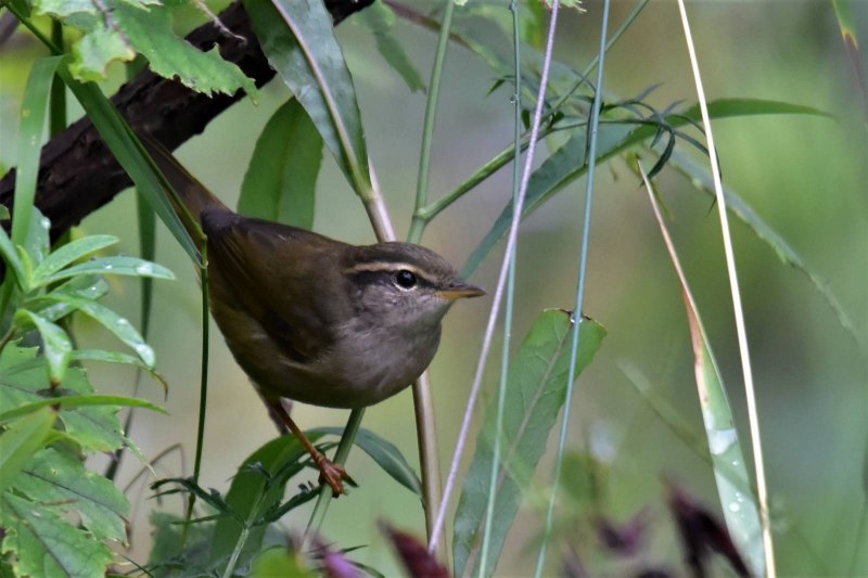 Толстоклювая пеночка (Phylloscopus schwarzi)