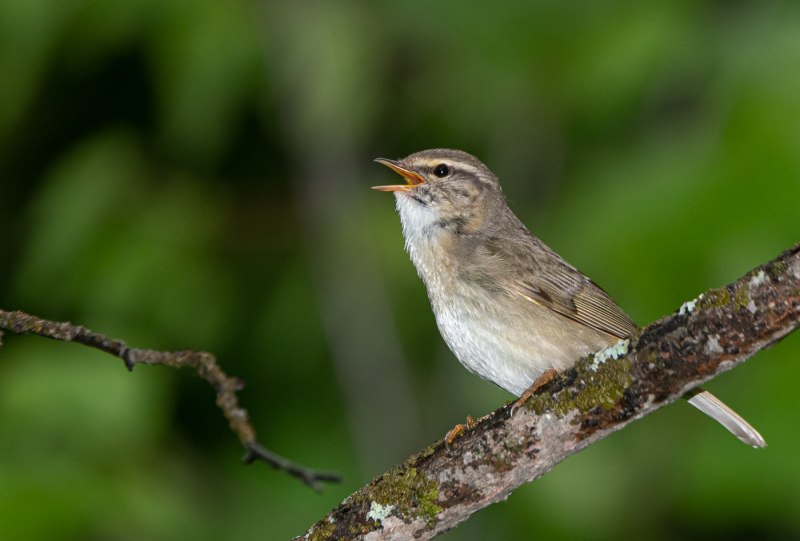 Толстоклювая пеночка (Phylloscopus schwarzi)