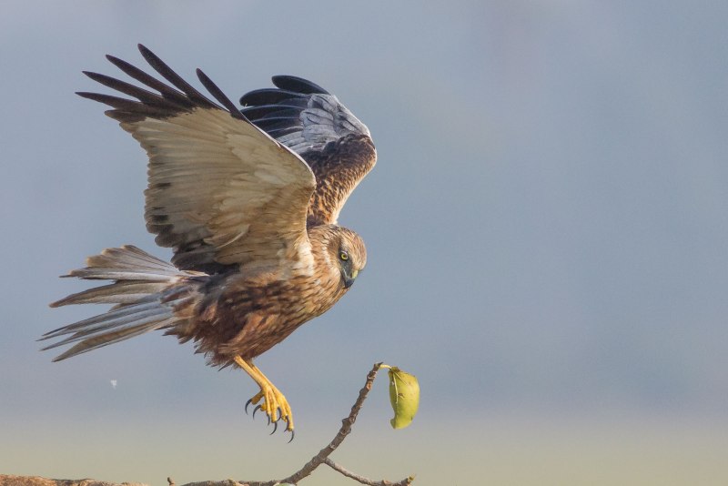 Marsh Harrier