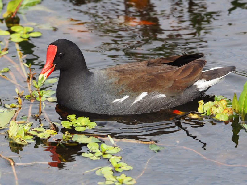 Камышница Gallinula chloropus