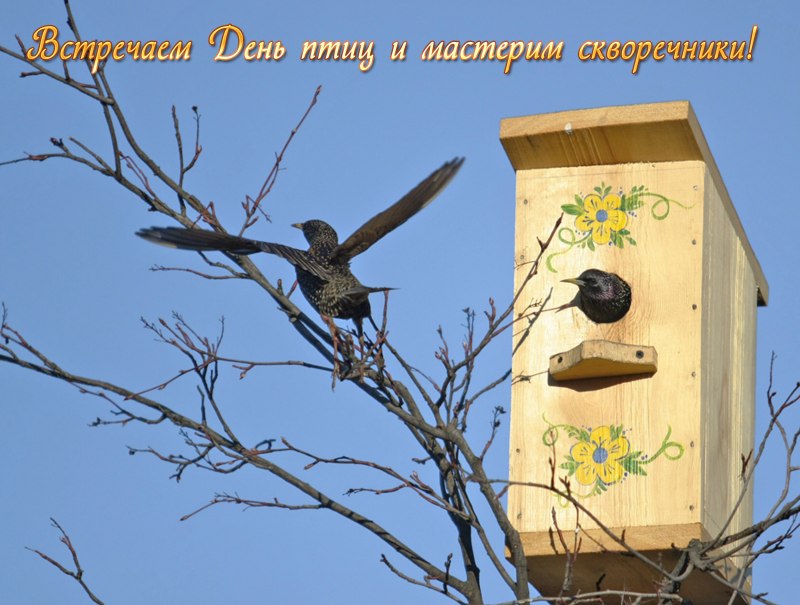 Птицы селящиеся в скворечниках