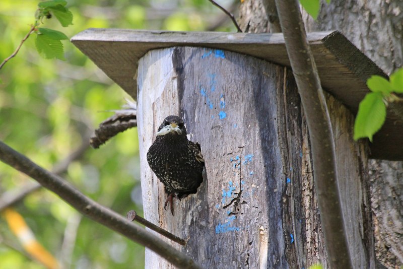 Гнездо Woodbird