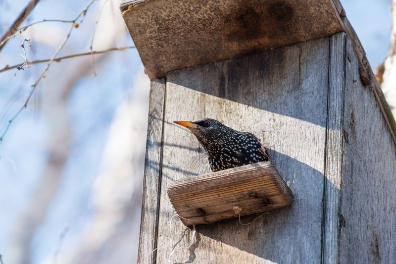 The Starling 2021 Netflix скворец