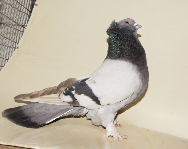 Чубатый голубь (60 фото)
