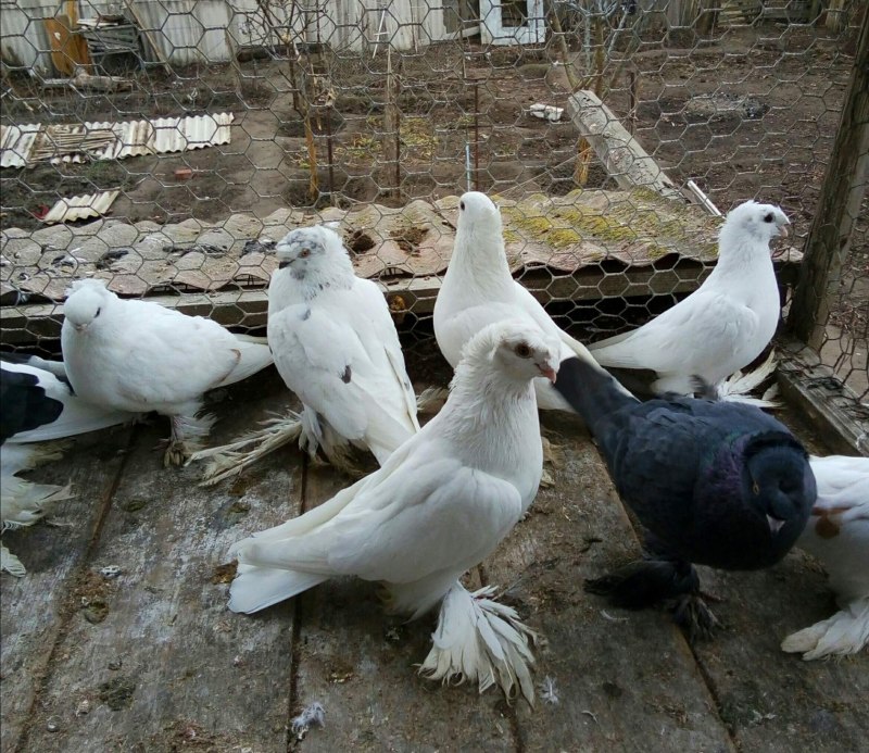 Бакинцы двухчубые мраморные