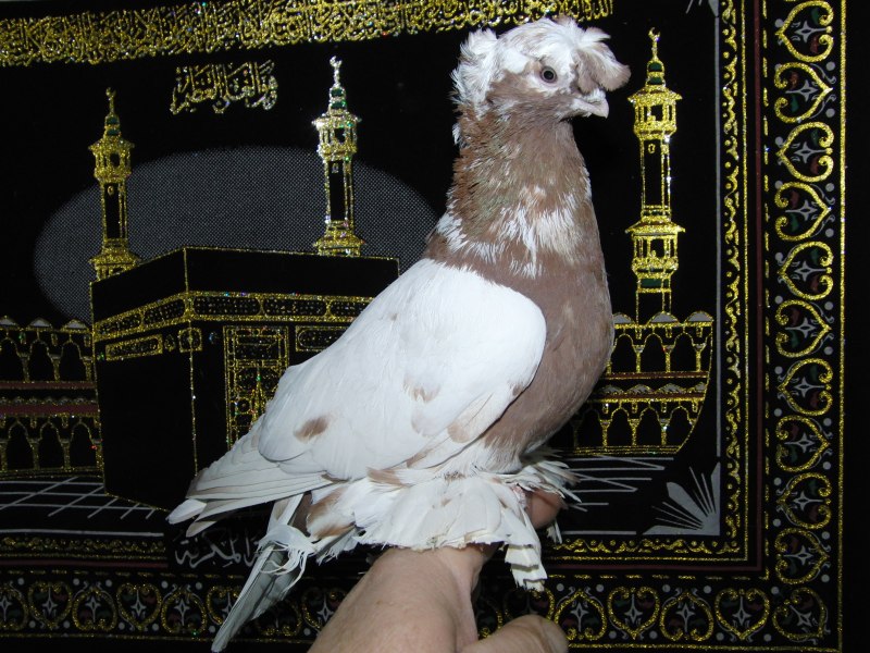 Голуби космачи чубатые