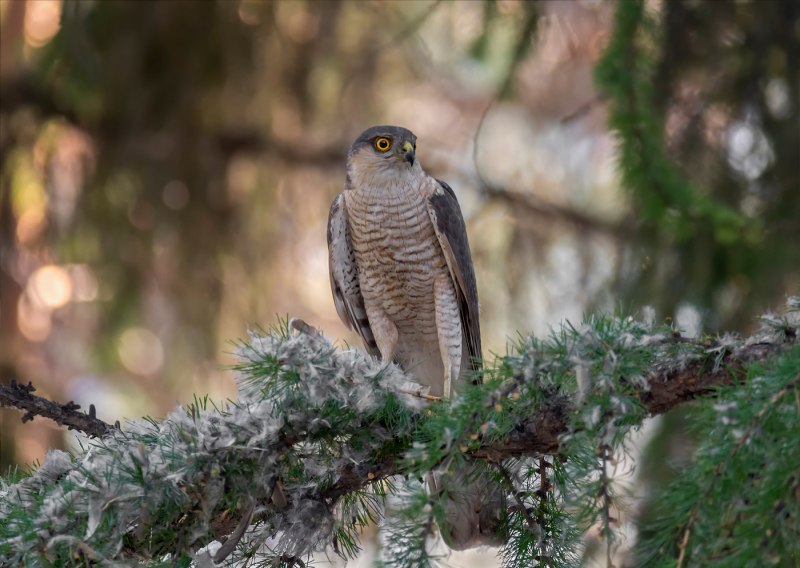 Тетеревятник (Accipiter gentilis)