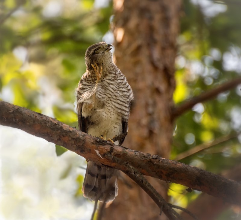 Ястреб-перепелятник (Accipiter nisus)