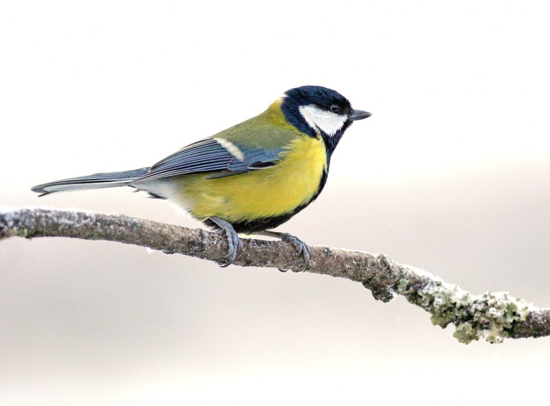 Parus Major синица большая самец