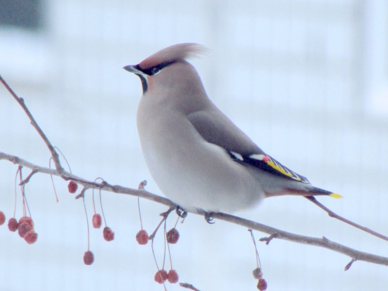Свиристель обыкновенный (Bombycilla garrulus)