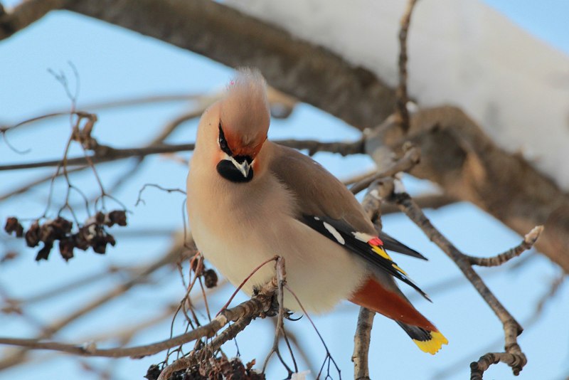 Птицы с хохолками на голове зимой (42 фото)