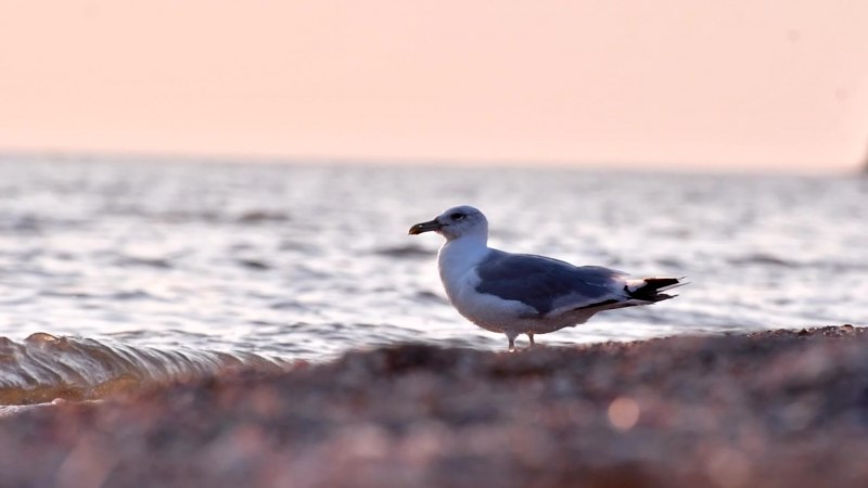 Море Чайка Азовское море