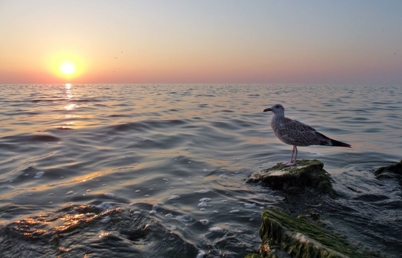 Птицы Азовского моря Ейск